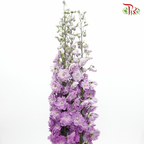 Delphinium Giant  (100-120cm) -  Light Purple (5 Stems) - Pudu Ria Florist