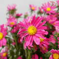 Hana - Cherry Pink (Per Bunch) - Pudu Ria Florist