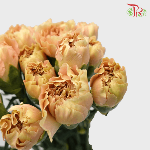 Carnation Special Colour - Cappuccino (18-20 Stems) - Pudu Ria Florist