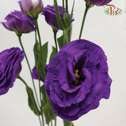 Eustoma - Purple (700-800 Gram) - Pudu Ria Florist
