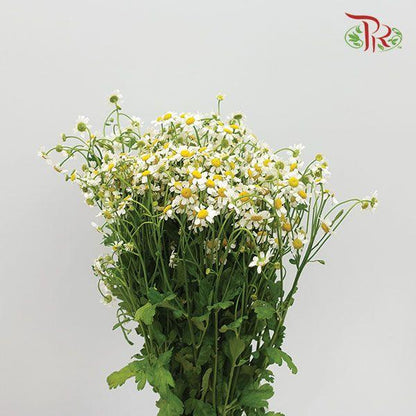 Matricaria - (10 Stems) - Pudu Ria Florist