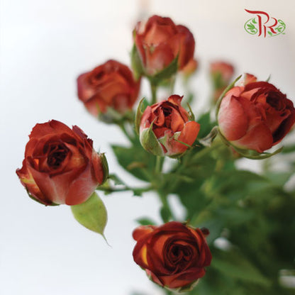 Rose Spray - Chocolate Bubble (10 Stems) - Pudu Ria Florist