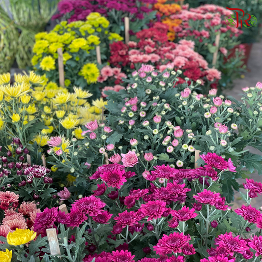 Chrysanthemum Pot CNY (S/M/L) - Pudu Ria Florist