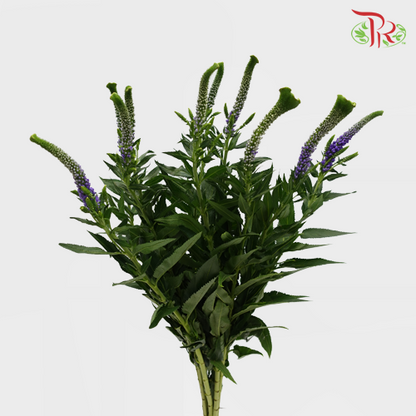 Veronica - Purple (10 Stems) - Pudu Ria Florist