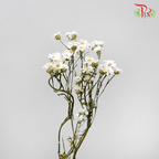 Dry Ixodia 50cm - (10 Stems) - Pudu Ria Florist