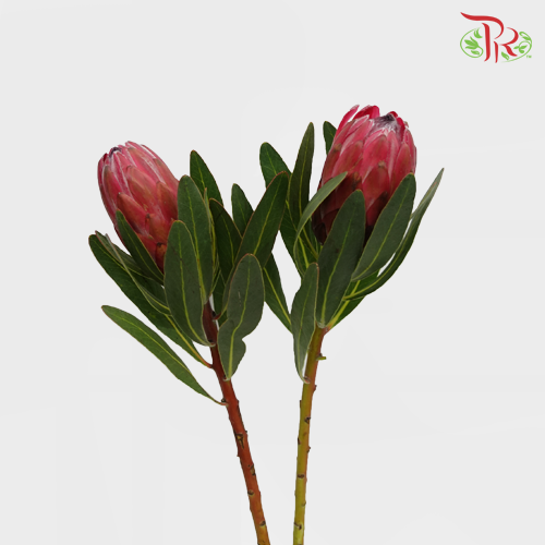Protea Lancelot - (2 Stems) - Pudu Ria Florist