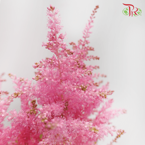 Astilbe - Cherry Pink (5 Stems) - Pudu Ria Florist