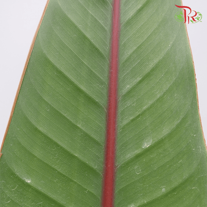 Bird Of Paradise Leaf - (5 Stems) - Pudu Ria Florist