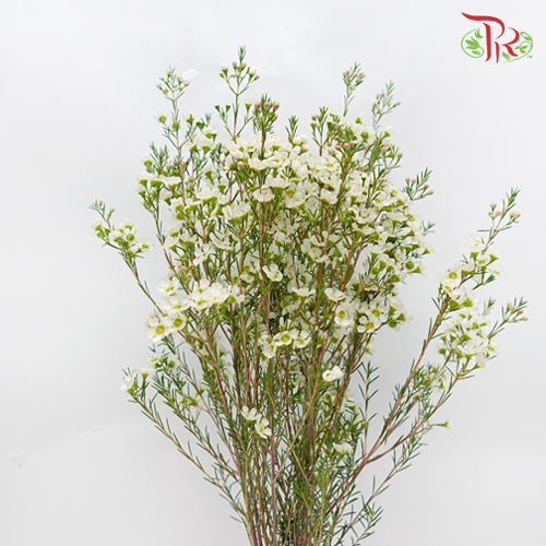 Wax Flower - White (5 Stems) - Pudu Ria Florist