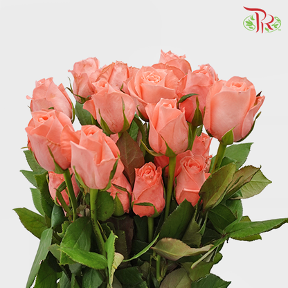 Rose Premium - Nobless (19-20 Stems) - Pudu Ria Florist