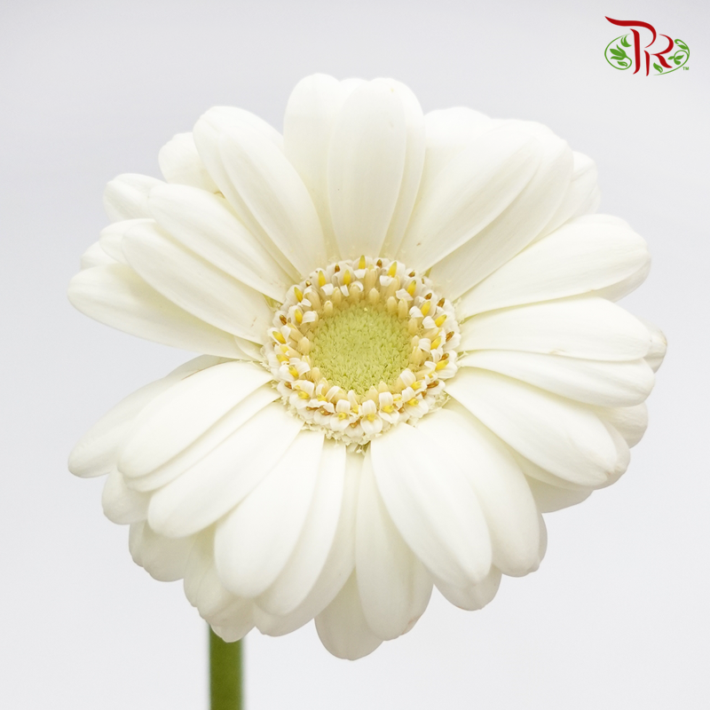 Gerbera Mini - Cream White (5 Stems) - Pudu Ria Florist