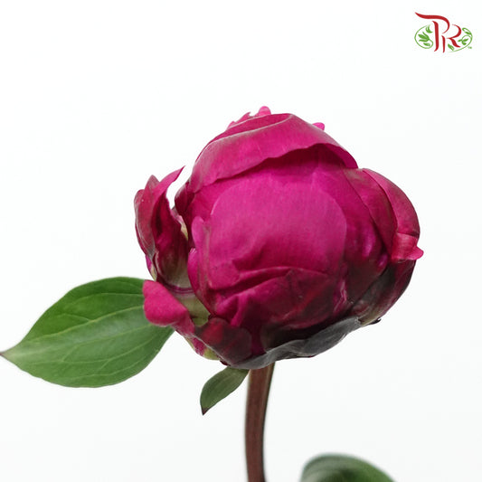 Peony - Dark Cherry Pink (5 Stems) ***Fragile (Small /Medium Size) - Pudu Ria Florist