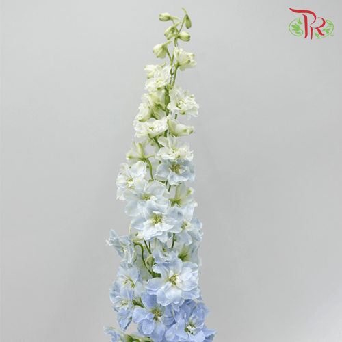 Delphinium - Blue (5 Stems) - Pudu Ria Florist