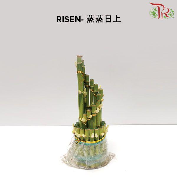 Risen M/24CM Bamboo With Vase 蒸蒸日上 - Pudu Ria Florist