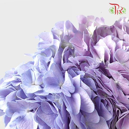 Hydrangea - 2 Tone Light Purple (Per Stem) - Pudu Ria Florist
