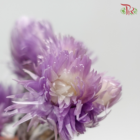 Silver Daisy Preservative - Purple ( 3200-0-440 ) - Pudu Ria Florist
