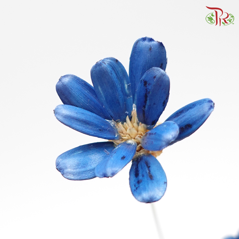 Preserved Petite Flower - Dark Blue (3214-0-600) - Pudu Ria Florist