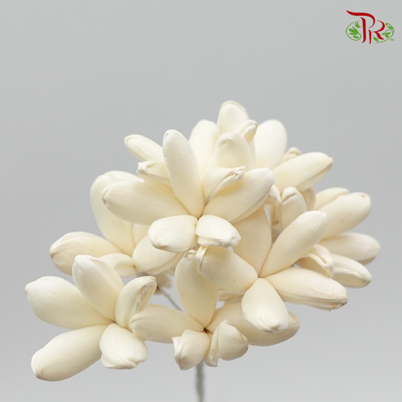Sola Jasmine Preservative - White ( 3281-0-010 ) - Pudu Ria Florist