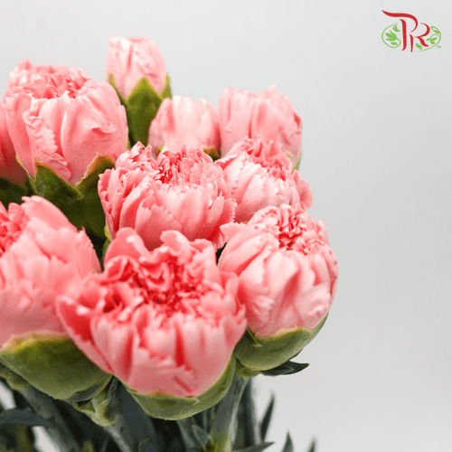 Carnation - Ambrose (20 Stems) - Pudu Ria Florist