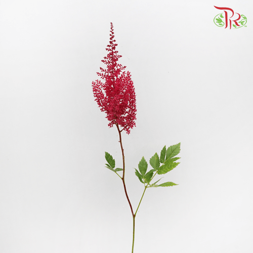Astilbe - Red (5 Stems) - Pudu Ria Florist