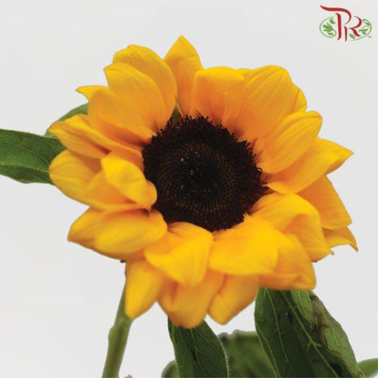 Sunflower A - (5 Stems) - Pudu Ria Florist