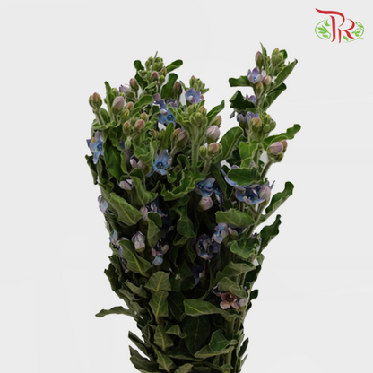 Oxypetalum - Blue (Per Bunch) - Pudu Ria Florist