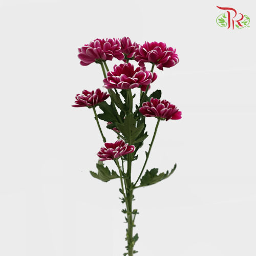 Chrysanthemum Pompom - Daisy Purple Mix (12 Stems) - Pudu Ria Florist