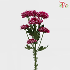 Chrysanthemum Pompom - Daisy Purple Mix (12 Stems) - Pudu Ria Florist