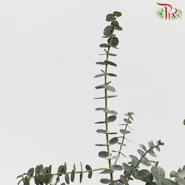 Eucalyptus - Baby Blue (Per Bunch) - Pudu Ria Florist