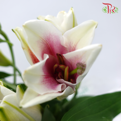 Lily Oriental Marlon 2 & 3 & 4 + - (5 Stems) - Pudu Ria Florist