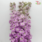 Delphinium - Lilac (5 Stems) - Pudu Ria Florist