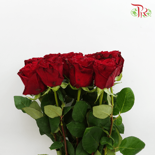 Ceres Rose - Hearts Red (10 Stems) - Pudu Ria Florist