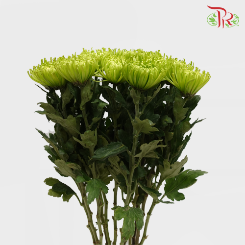 Anastasia / Net Mum Chrysanthemum - Green (12 Stems) - Pudu Ria Florist