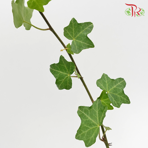 Ivy Leaf (Hedera) - Green - Pudu Ria Florist
