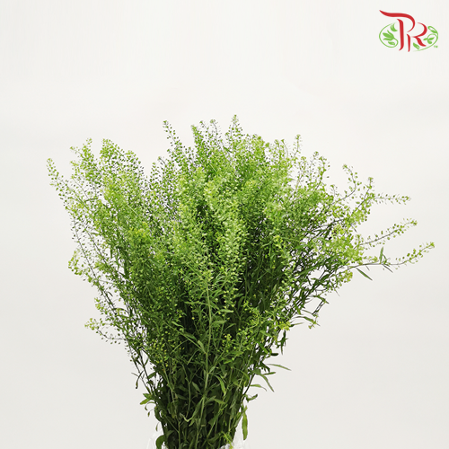 Thlaspi Green Bell - Per Bunch - Pudu Ria Florist