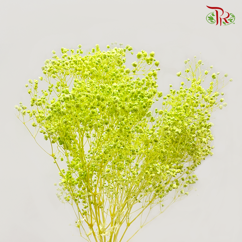 Preserved Baby's Breath - Green (Per Bunch) #3 - Pudu Ria Florist