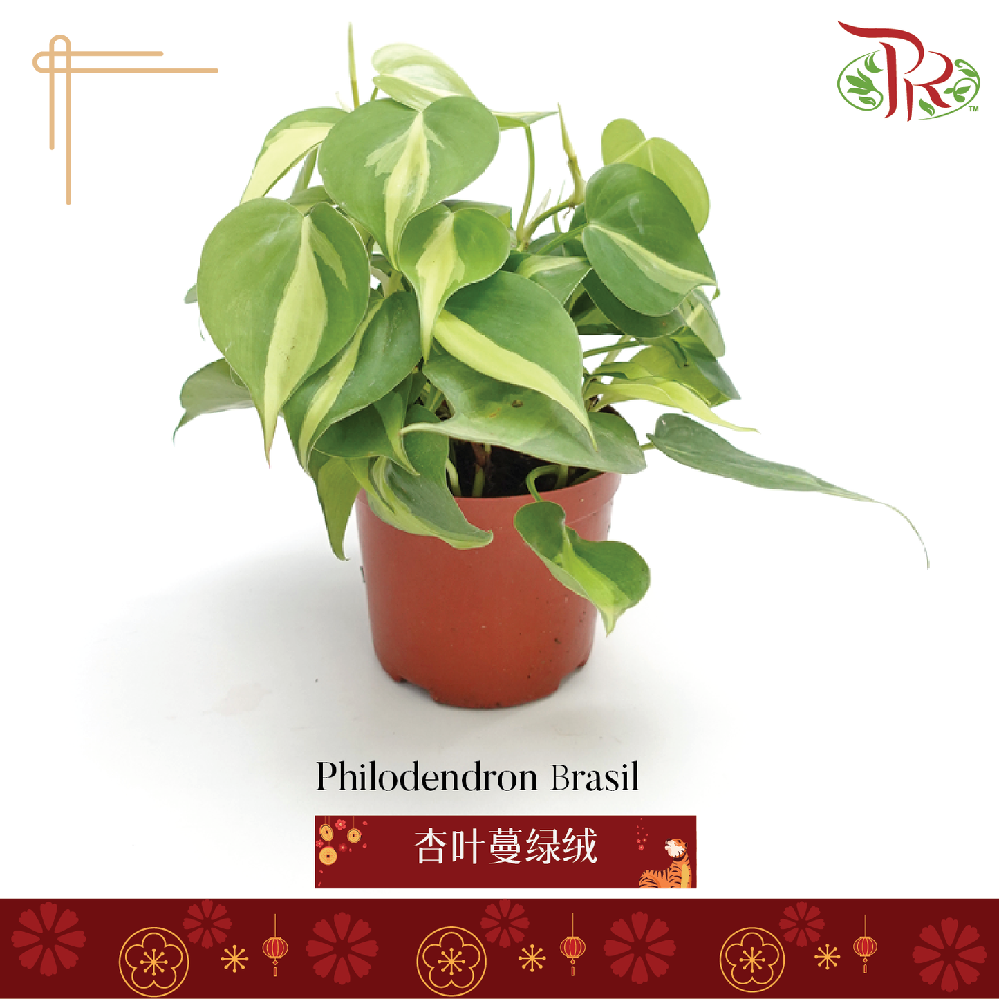 Philodendron Brasil《杏叶蔓绿绒》 - Pudu Ria Florist