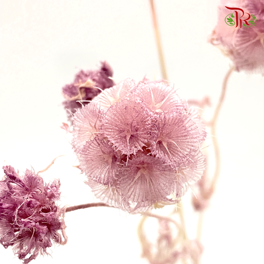 Preserved Scabiosa - Dusty Pink (Per Bunch) #9 - Pudu Ria Florist