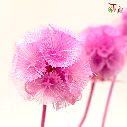 Preserved Scabiosa - Cherry Pink (Per Bunch)#7 - Pudu Ria Florist