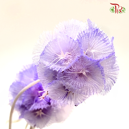 Preserved Scabiosa - Purple (Per Bunch)#2 - Pudu Ria Florist