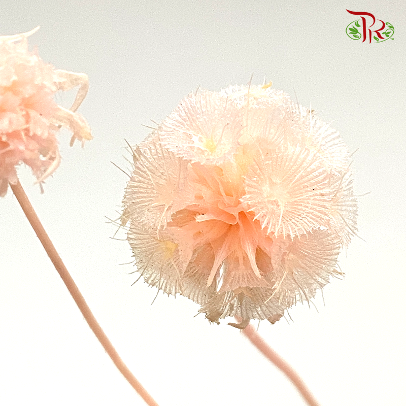 Preserved Scabiosa - Peach (Per Bunch) #1 - Pudu Ria Florist