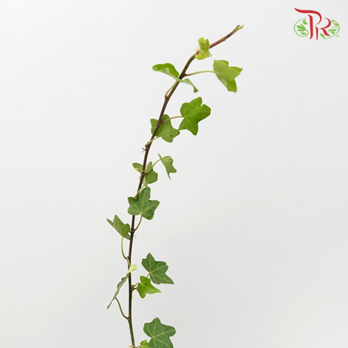 Ivy Leaf (Hedera) - Green - Pudu Ria Florist