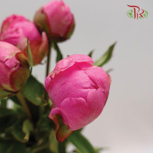 Peony - Orchid Pink (5 Stems) *** Fragile - Pudu Ria Florist