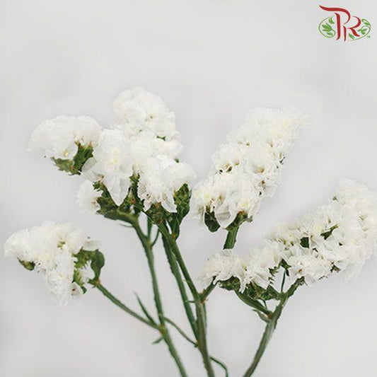 Statice - White ( 650g - 700g) - Pudu Ria Florist