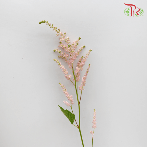 Astilbe - Light Pink (5 Stems) - Pudu Ria Florist