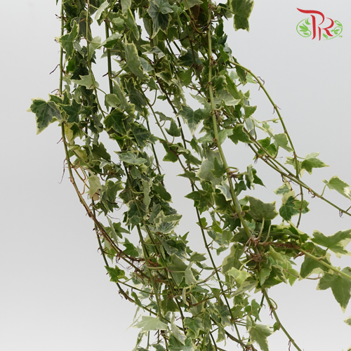 Ivy Leaf (Hedera) - Two Tone - Pudu Ria Florist