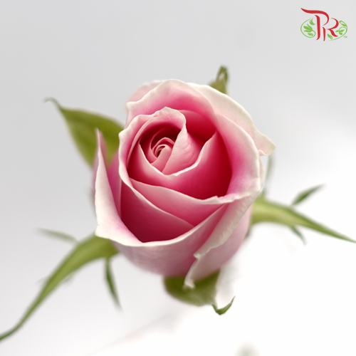 Rose - Mariah Pink (10 Stems) - Pudu Ria Florist