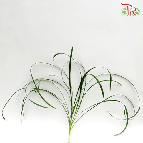 HW - Beargrass Green Leaf (Ophiopogon) - Pudu Ria Florist