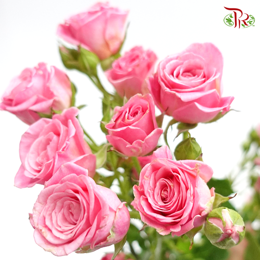 Rose Spray -  Pink (10 Stems) - Pudu Ria Florist