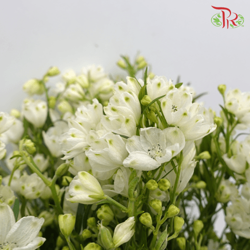 Delphinium Mini - White (Per Bunch) - Pudu Ria Florist